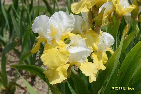 Iris 025