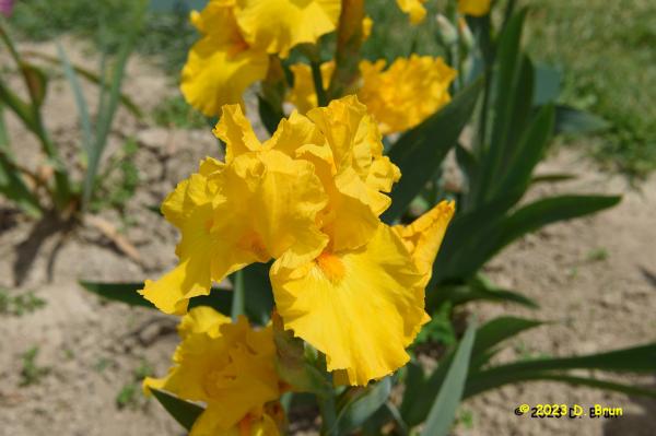 Iris 026