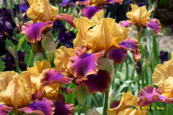 Iris 027