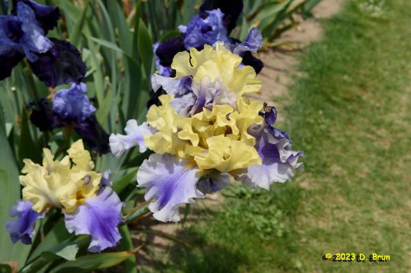 Iris 028
