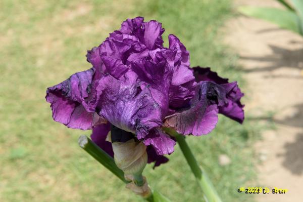Iris 029