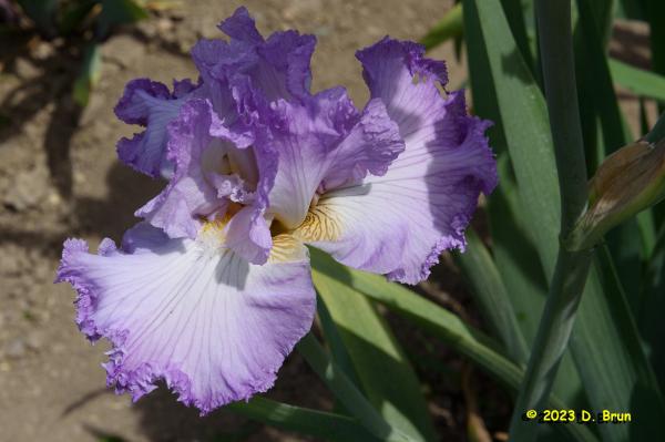 Iris 030