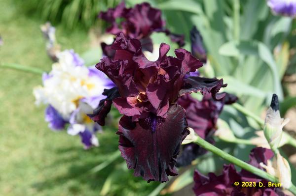 Iris 031