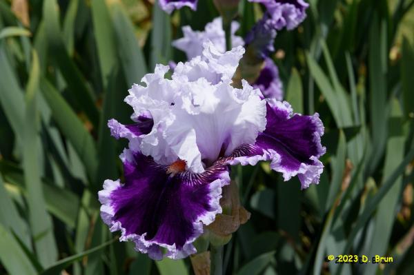 Iris 032