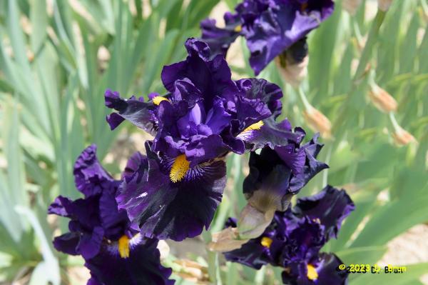 Iris 033