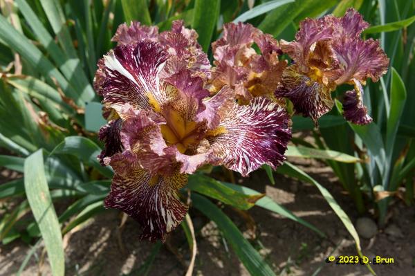 Iris 034