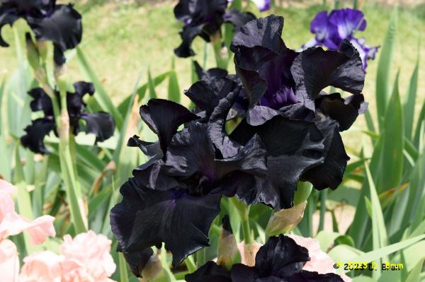 Iris 035