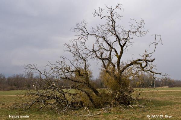 La Plaine-Verbois-010