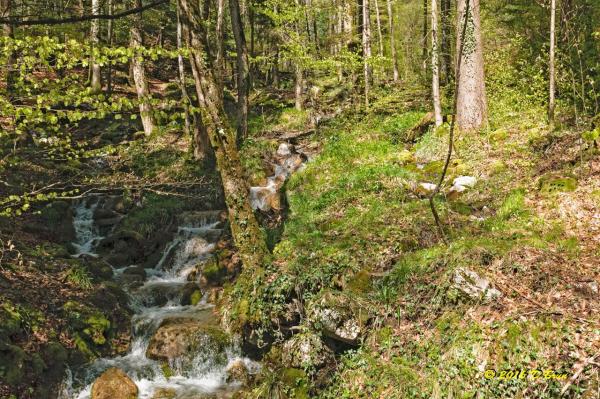 La Rippe-Cheserex-005