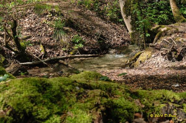 La Rippe-Cheserex-008