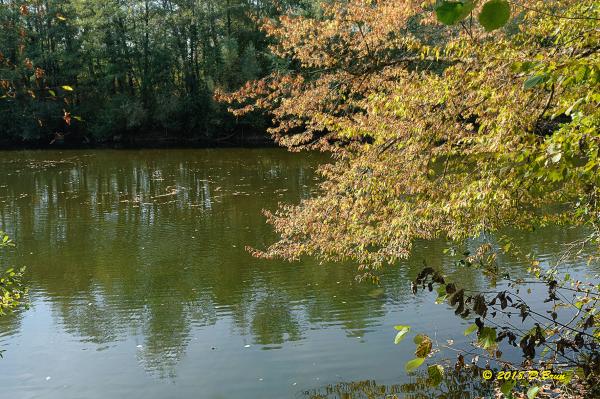 La-Rippe-Divonne-017