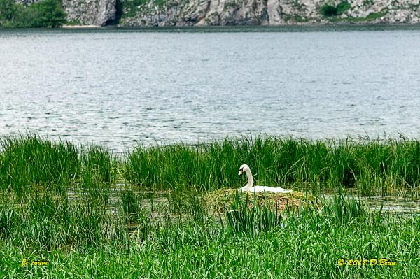 Lac-Joux-015
