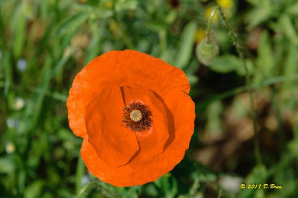 Les Dailles-008