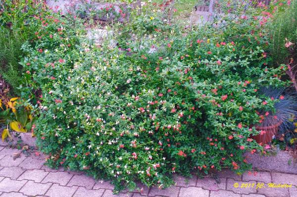 Lully-2017-008