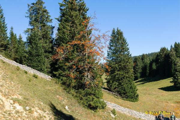 Marchairuz-Rolat-018