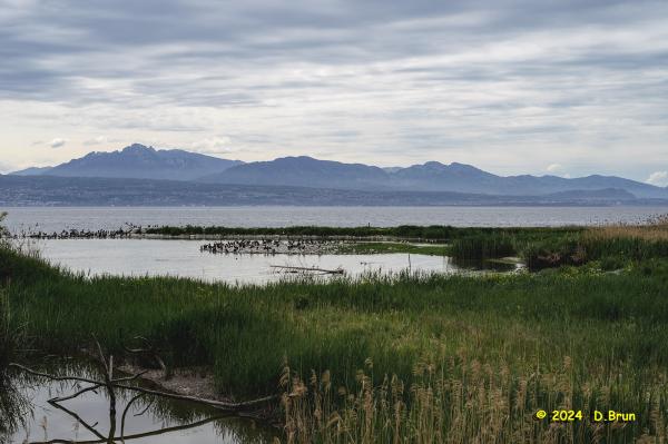 Morges 06