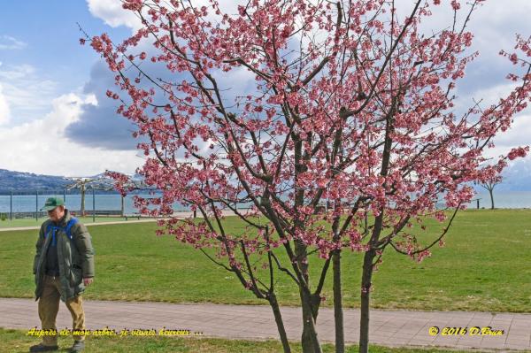 Morges-Les-Pierrettes-008