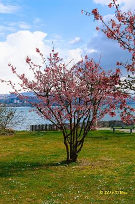 Morges-Les-Pierrettes-009
