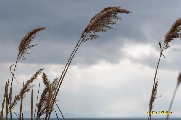 Morges-Les-Pierrettes-011