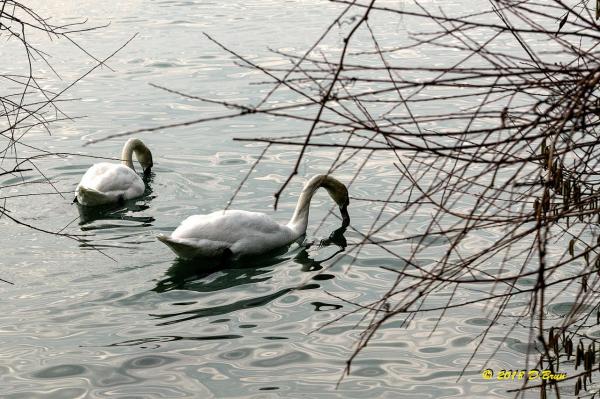 Morges-St-Sulp-013