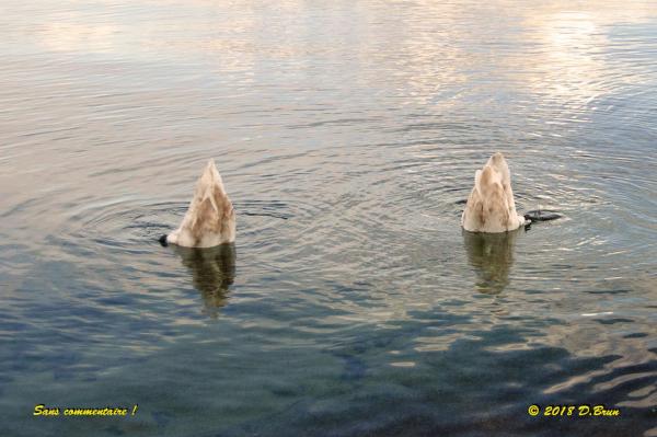 Morges-St-Sulp-014