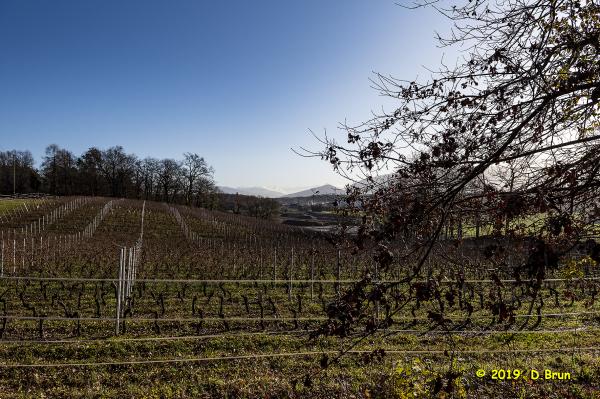 Satigny-Peney-008