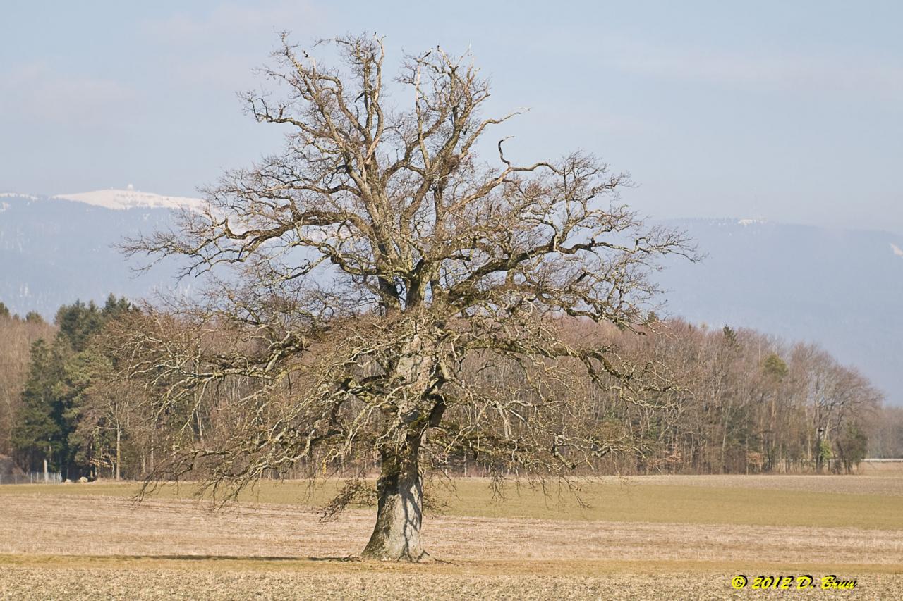 Sauvergny-Tannay-002
