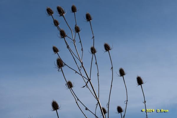 Sezegnin 10