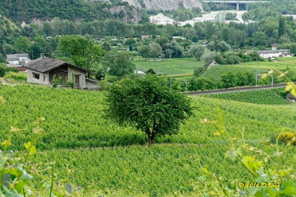 St-Léonard-Sierre-Leuk-025