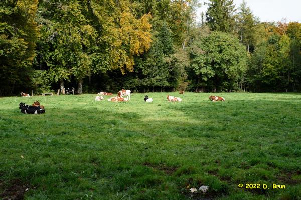 St Oyens 15