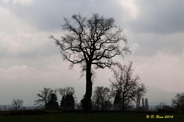Verbois-Choully-004
